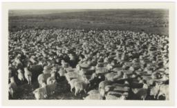 Flocks of Sheep