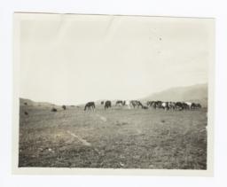 Round-up, Mescalero, New Mexico