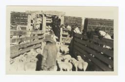 Loading Jicarilla Lambs at Dulce, New Mexico