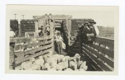 Loading of Jicarilla Lambs for Shipment, Ducle, New Mexico