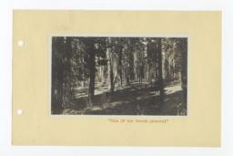 Oregon Forest Area, Klamath, Oregon