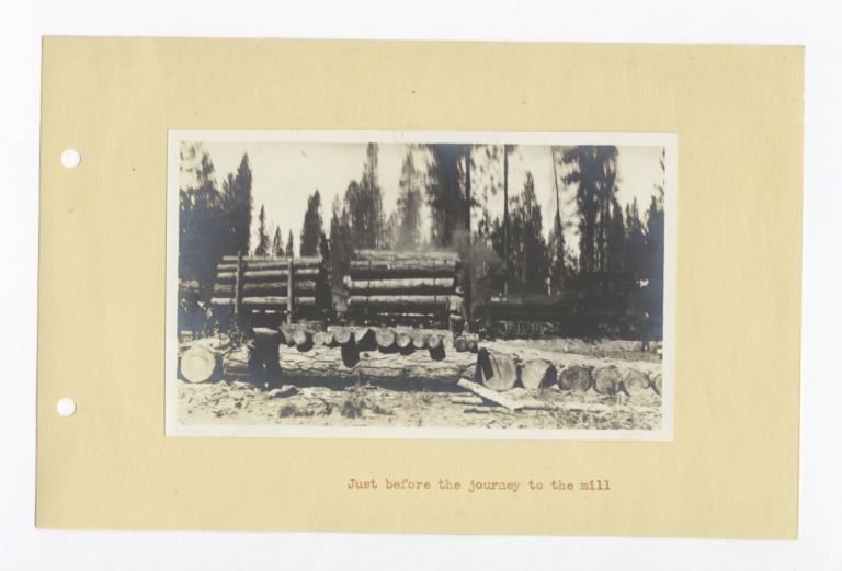 Logs on Trucks Ready to be Moved to the Mill, Oregon