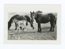 Three Horses Belonging to Rufus Thin Elk