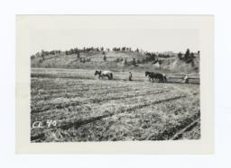 Two Teams of Horses Plowing a Field, Rosebud Reservation, South Dakota
