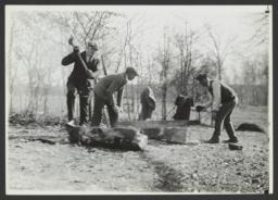 Men Sawing Logs